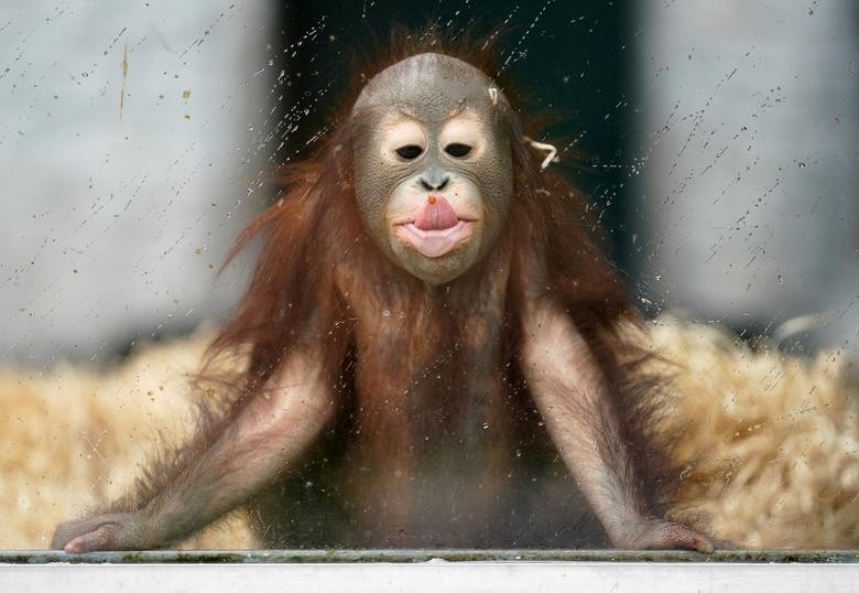 Ole, a young orangutan, plays in his enclosure at the Zoo on a rainy day in Kaliningrad, Russia.  REUTERS/Vitaly Nevar    